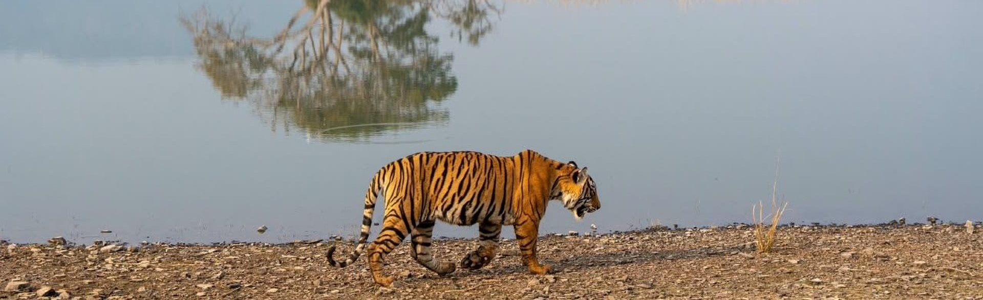 Gallery – Wildaddis Ranthambore Safari