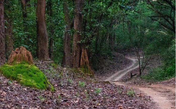 About Us – Wildaddis Ranthambore Safari