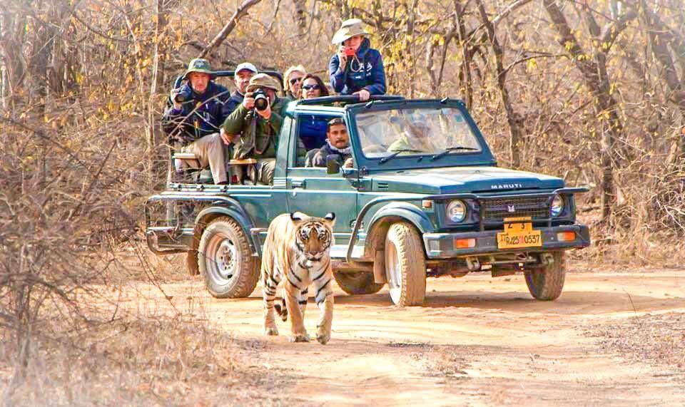 Tiger Safari – Ranthambore tiger safari with Wildaddis