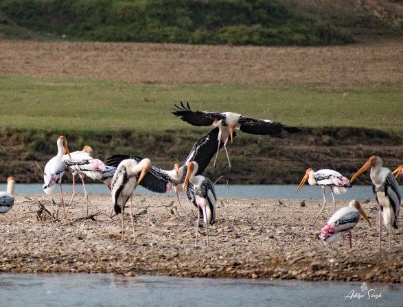 Painted storks bird watching at Ranthambore lake