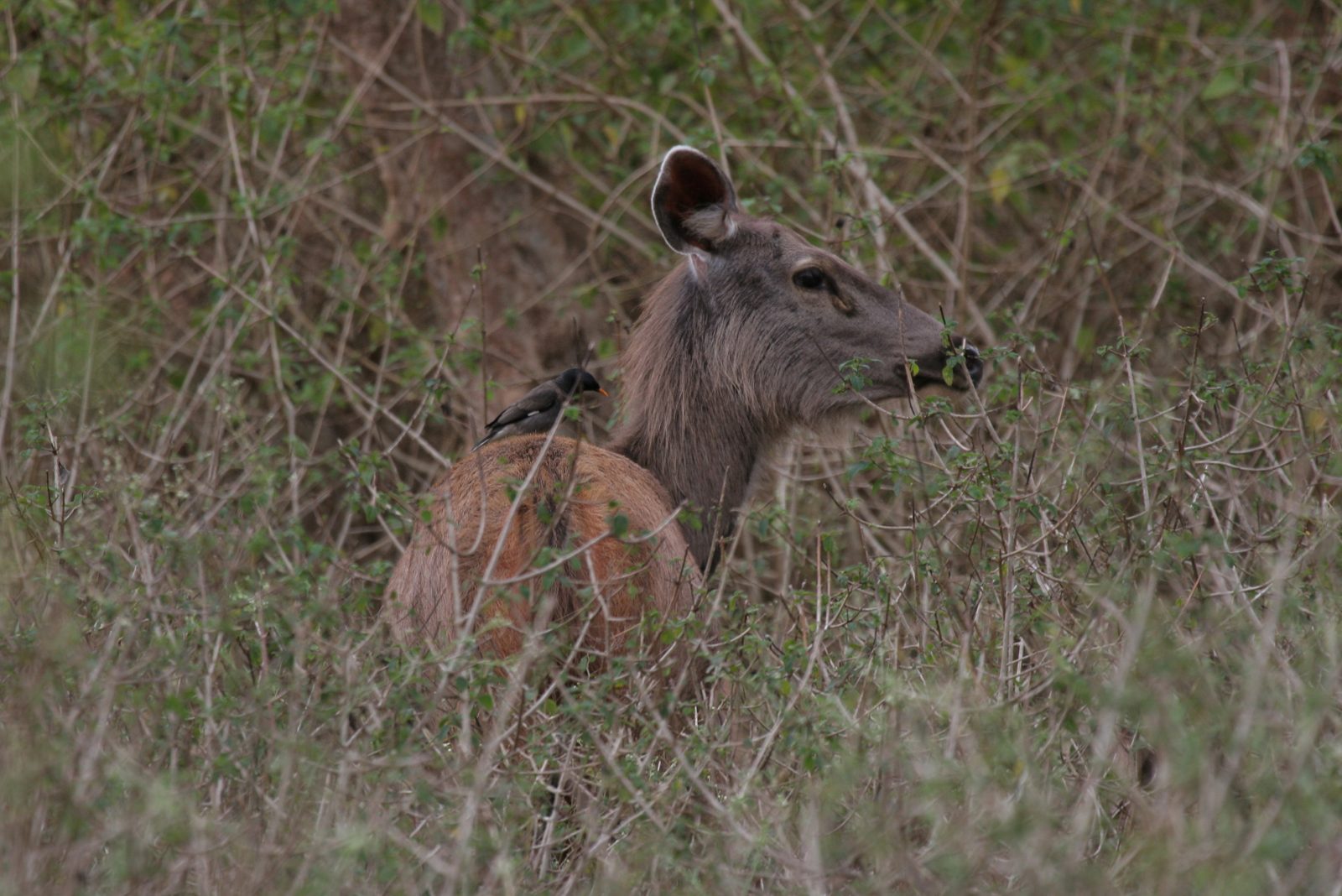 Sambar Deer in Ranthambore National Park