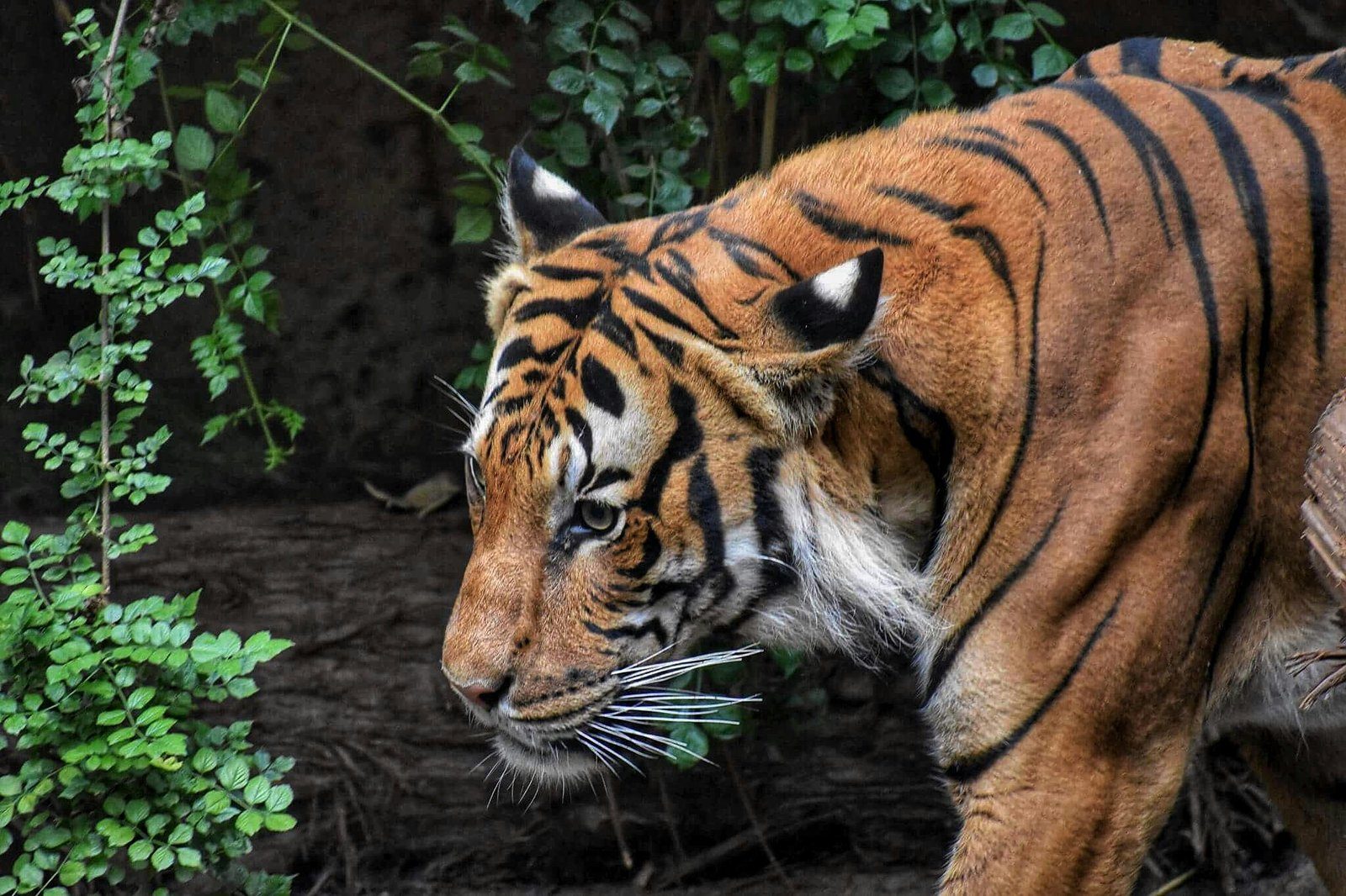 Close-up of a Royal Bengal tiger in Ranthambore forest