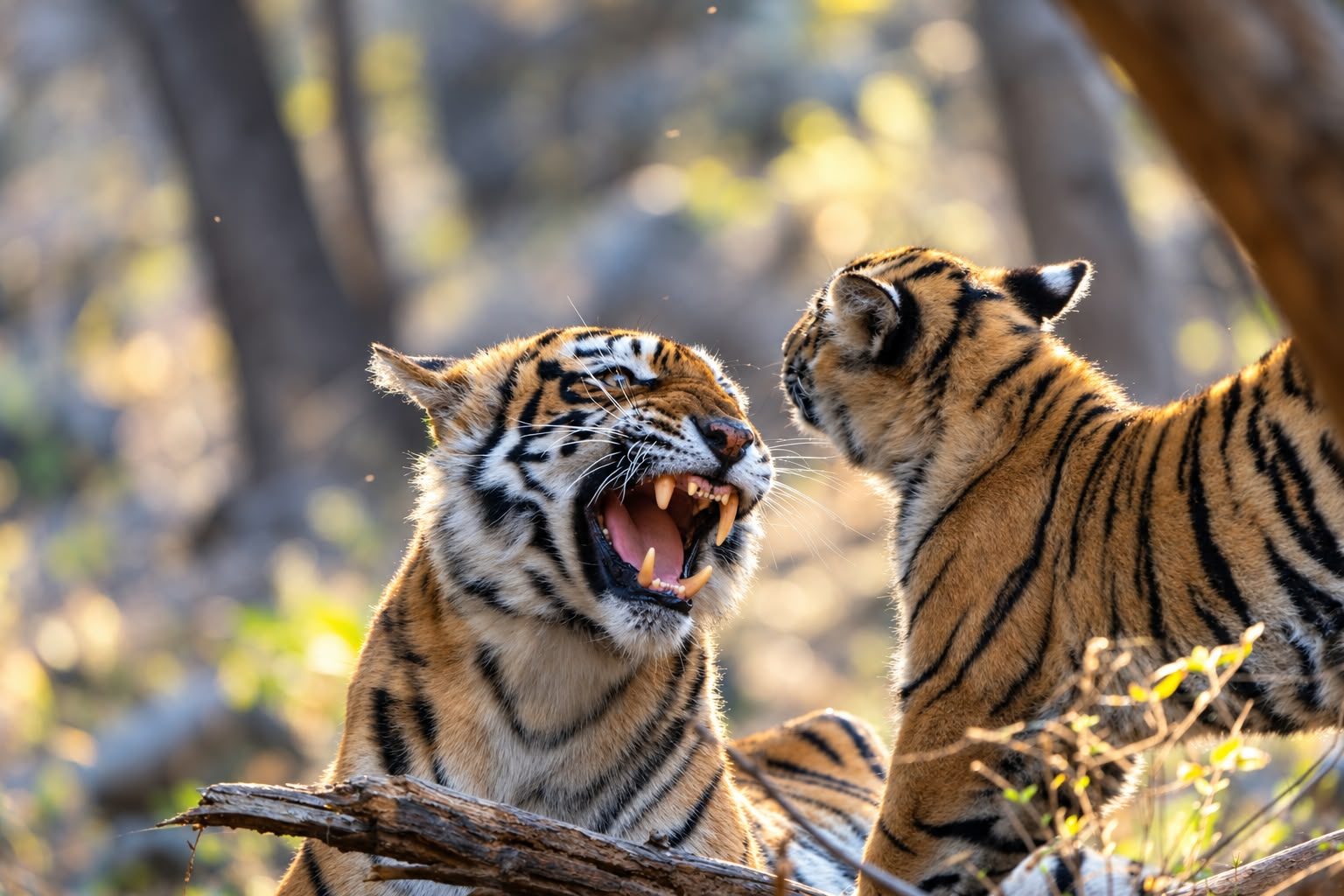 Royal & Wild – Ranthambore tiger safari with Wildaddis