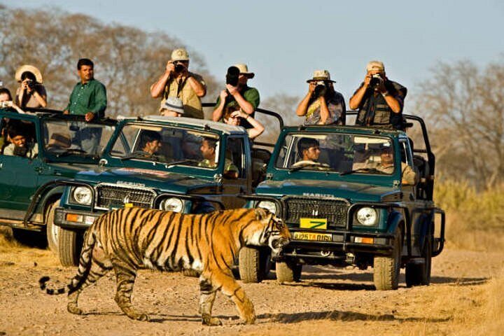 Tourists in safari jeeps watching a tiger during Ranthambore jeep safari