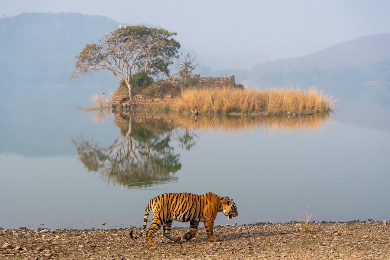Best Time to Visit Ranthambore National Park