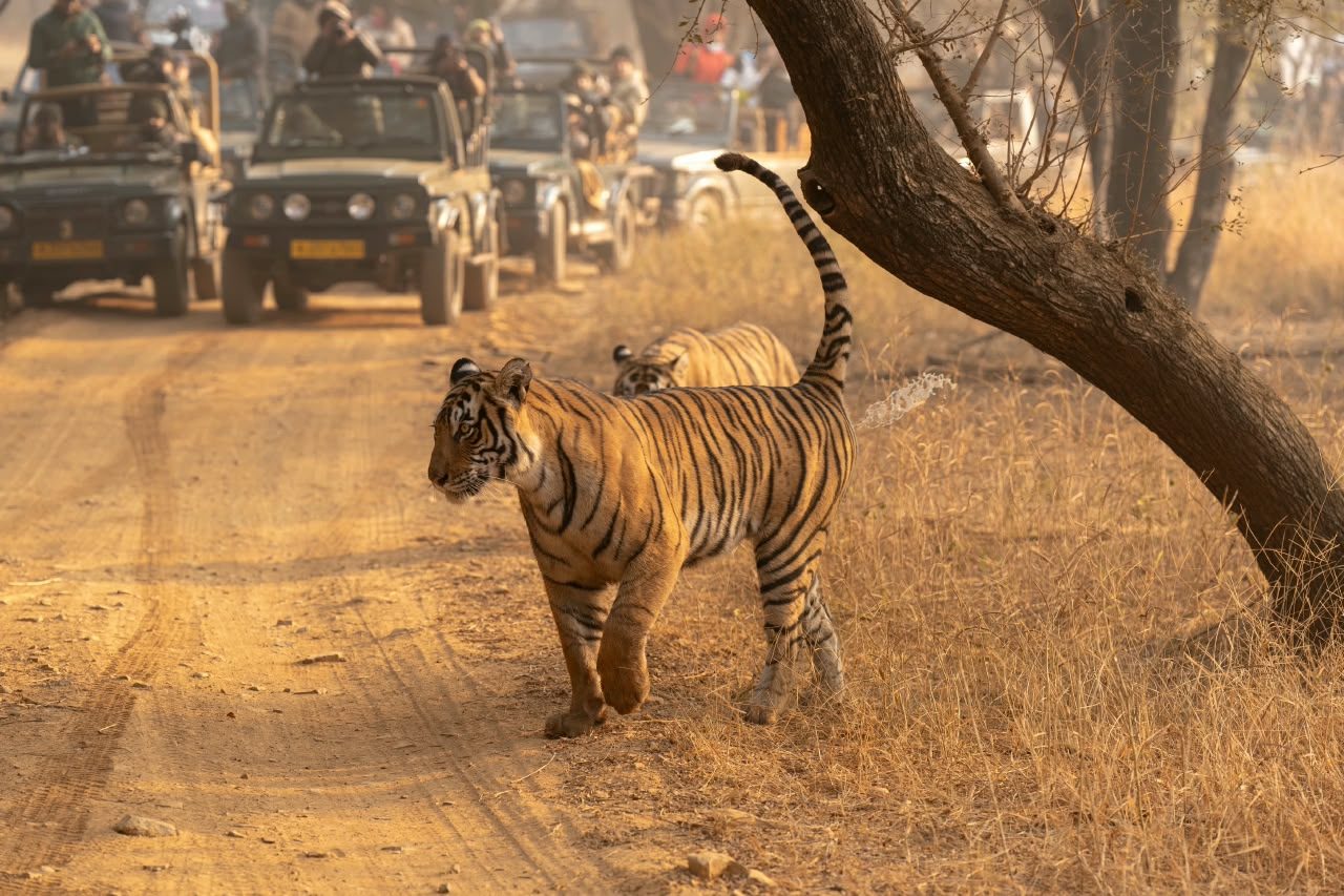 Tiger Safari – Ranthambore tiger safari with Wildaddis