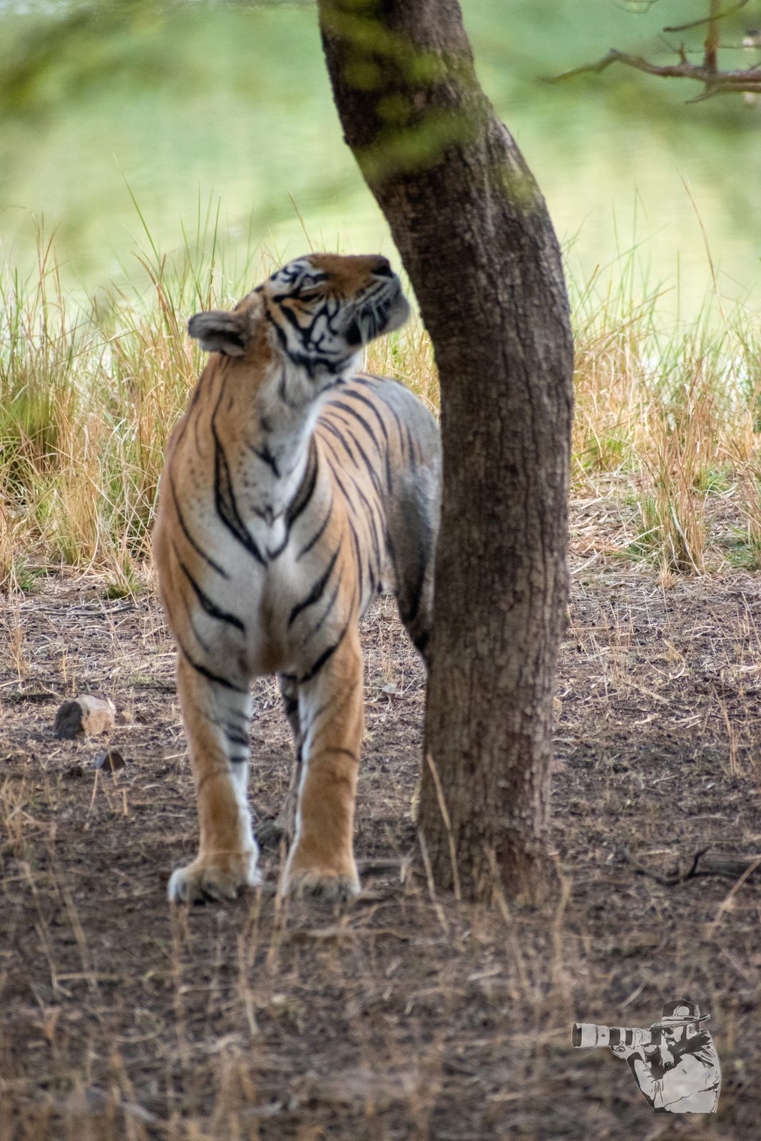 Bengal tiger scent-marking a tree in Ranthambore National Park