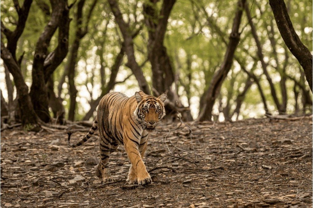 Bengal tiger walking in Ranthambore National Park