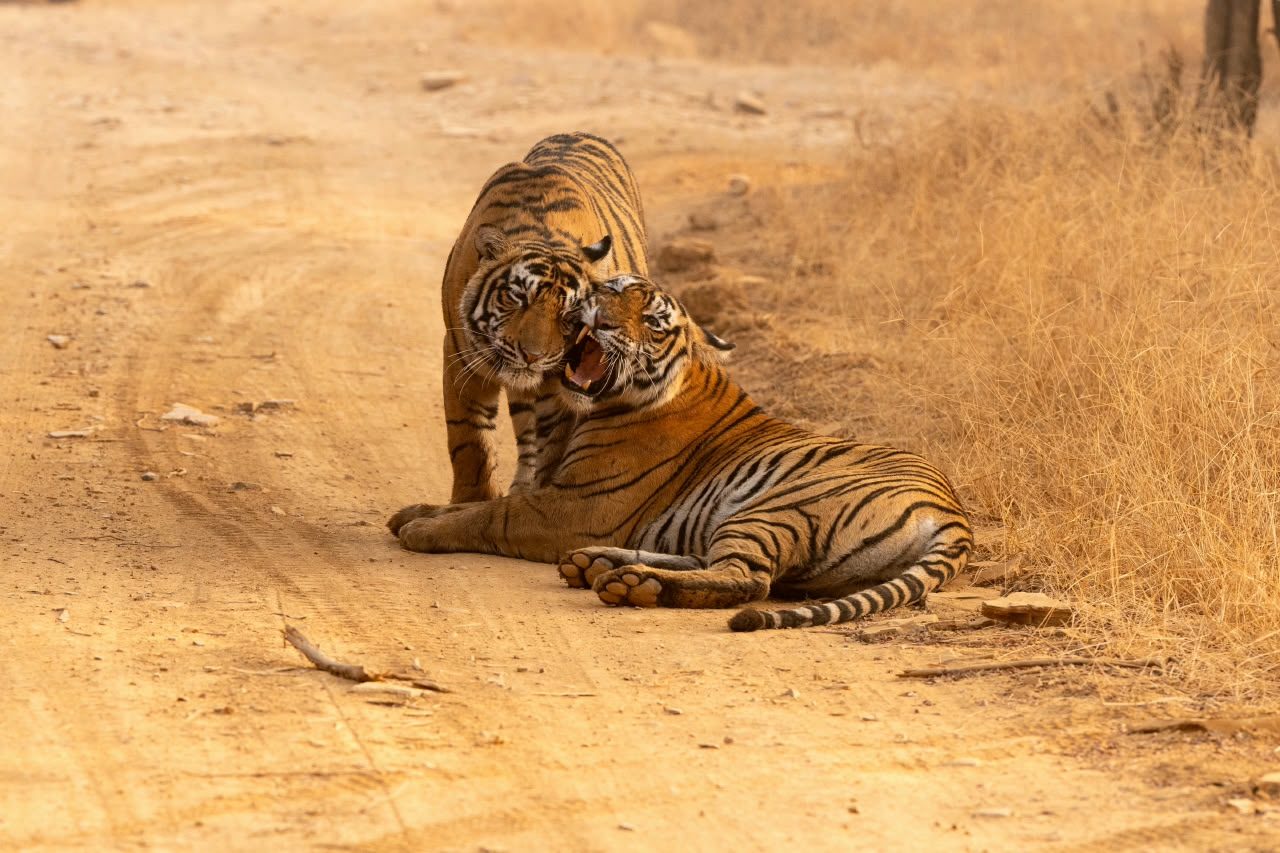 Two tigers on the safari track during a Ranthambore tiger safari