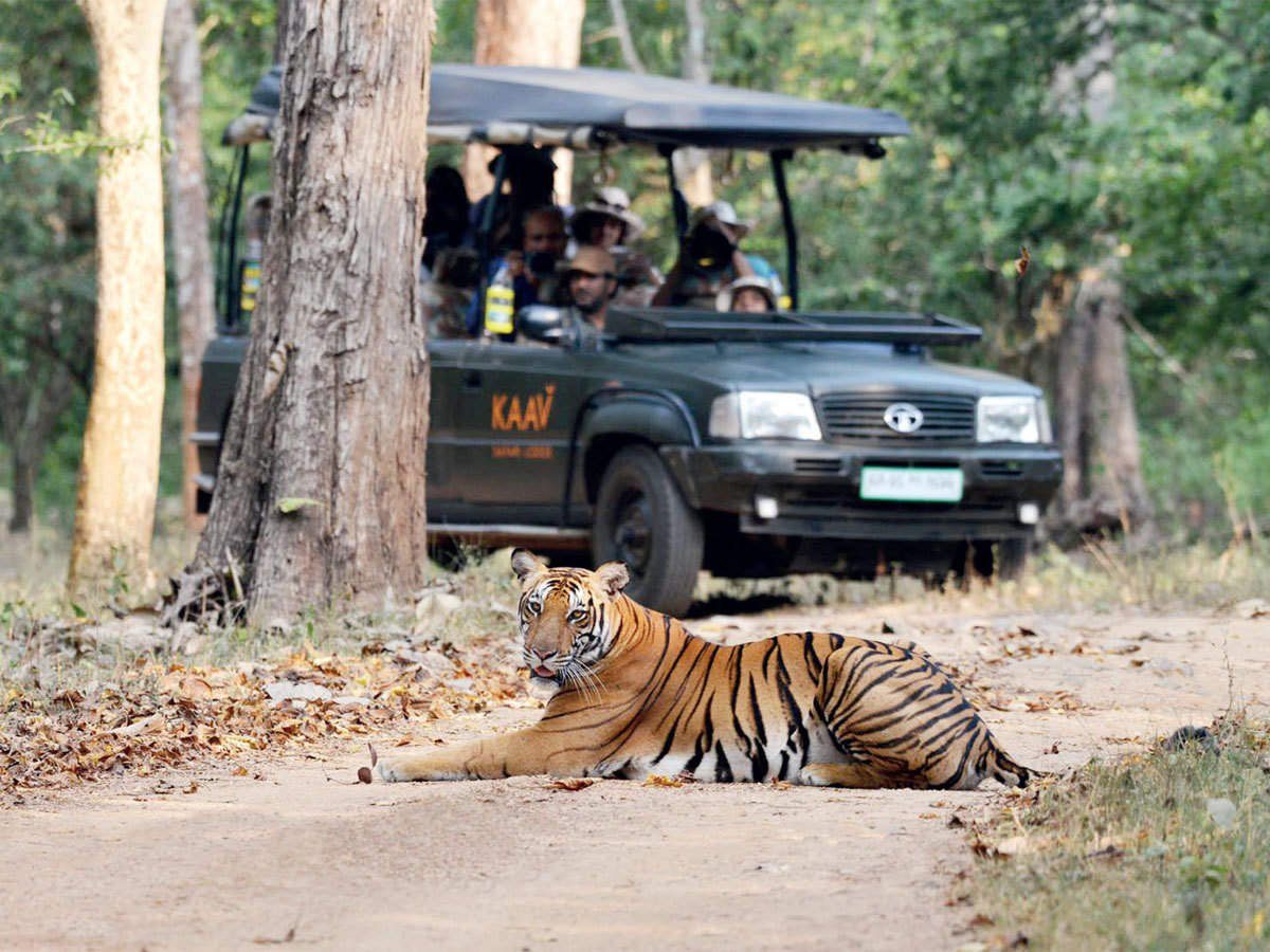 Tiger resting beside a safari jeep in Ranthambore