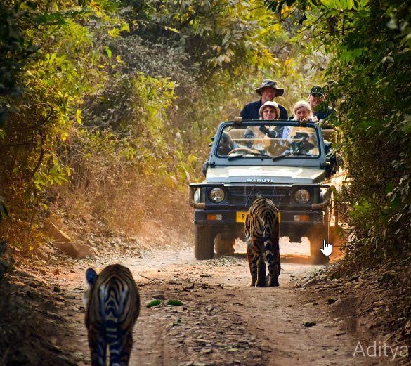 Wildaddis guests on a Ranthambore jeep safari with a tiger ahead