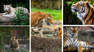 TOP 10 TIGER RESERVE OF THE WORLD